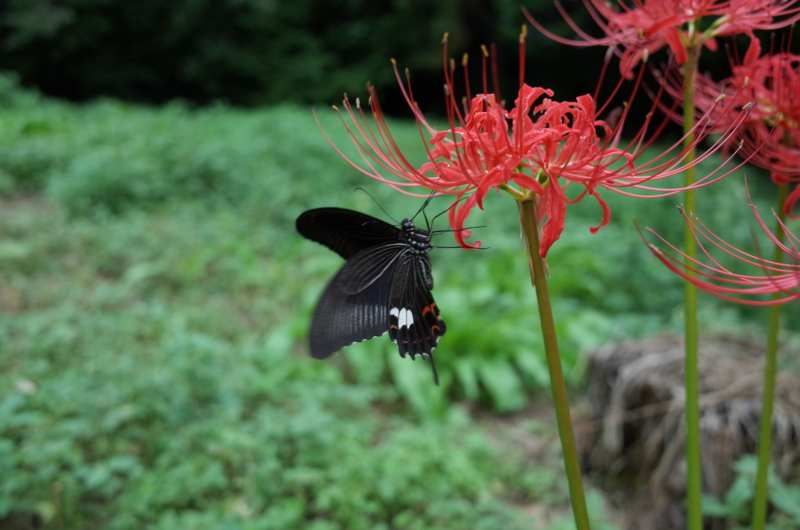 f:id:Greenweekends:20150926154323j:image:w640