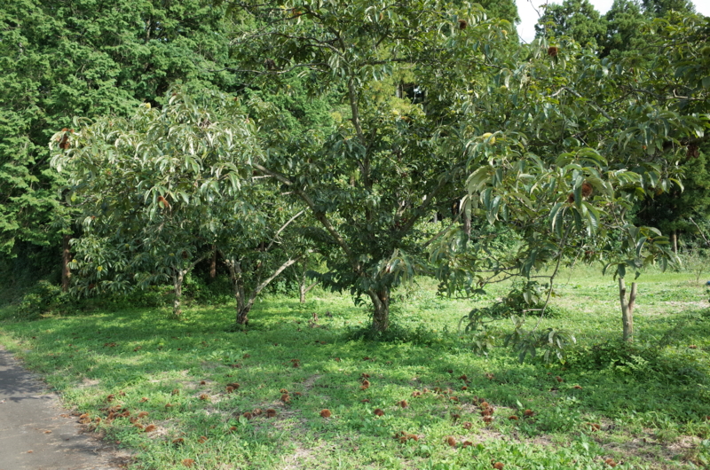 f:id:Greenweekends:20150927142416j:image:w640