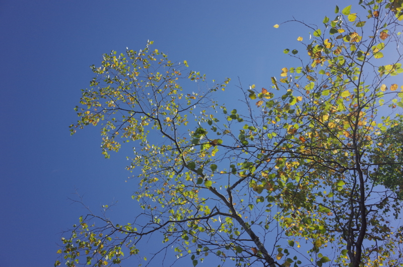 f:id:Greenweekends:20151004101544j:image:w640