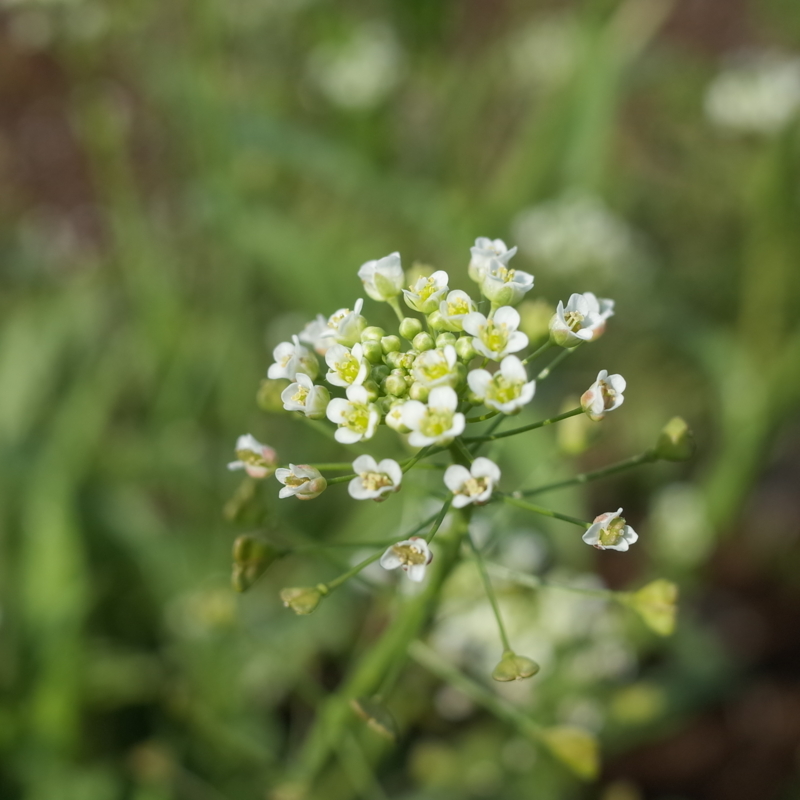 f:id:Greenweekends:20160320091914j:image:w360