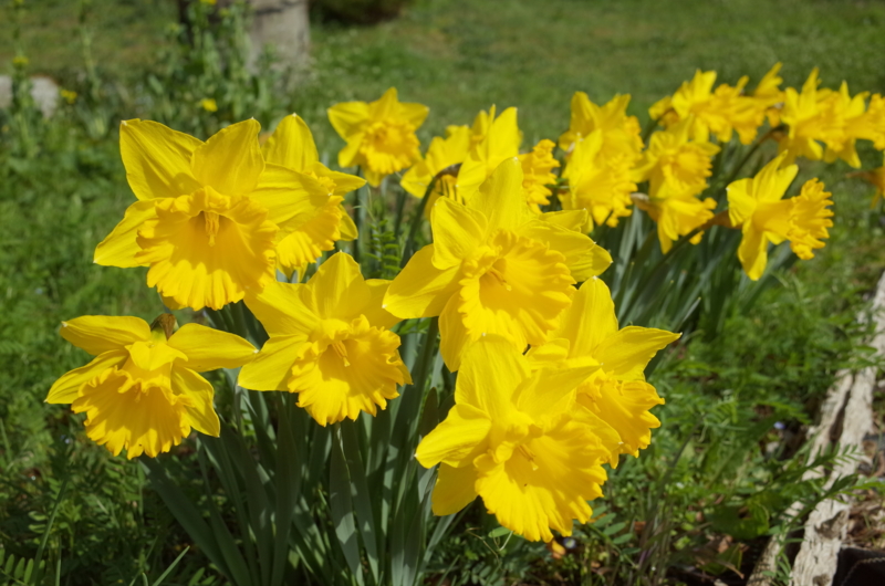 f:id:Greenweekends:20160320092833j:image:w640