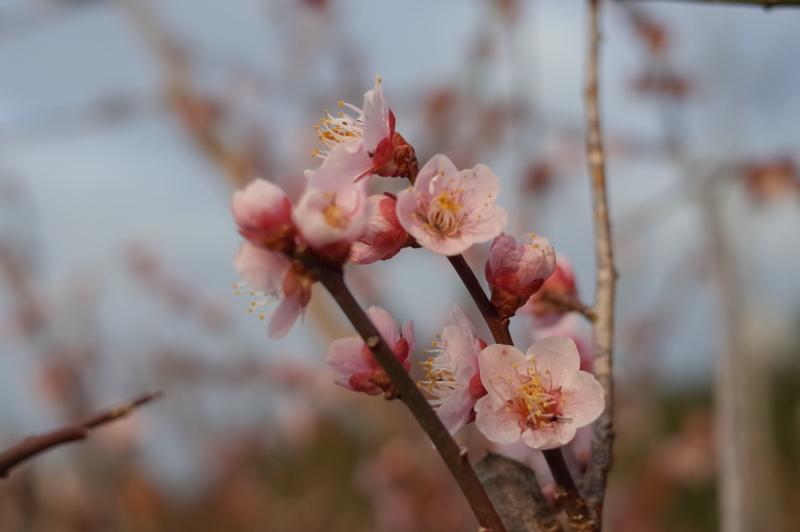 f:id:Greenweekends:20160320170345j:image:w640