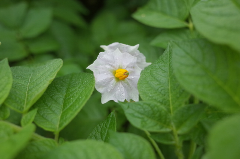 f:id:Greenweekends:20160528085555j:image:w640 f:id:Greenweekends:20160528085555j:image:w640
