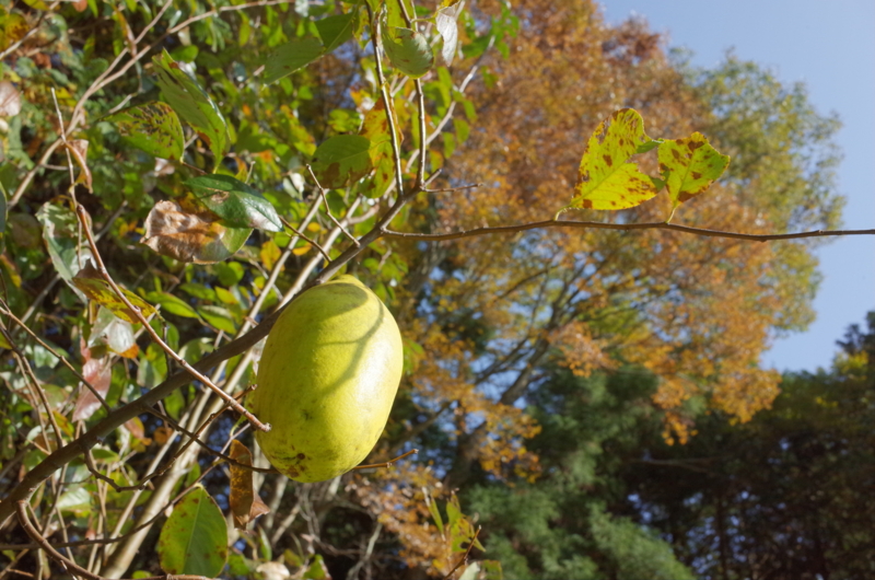 f:id:Greenweekends:20161113104619j:image:w640 f:id:Greenweekends:20161113104619j:image:w640