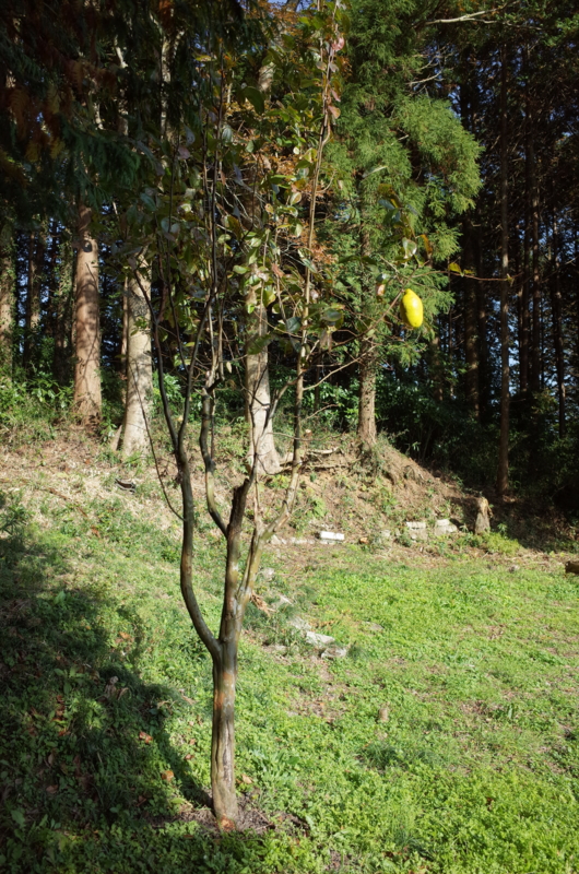 f:id:Greenweekends:20161113133111j:image:w300 f:id:Greenweekends:20161113133111j:image:w300