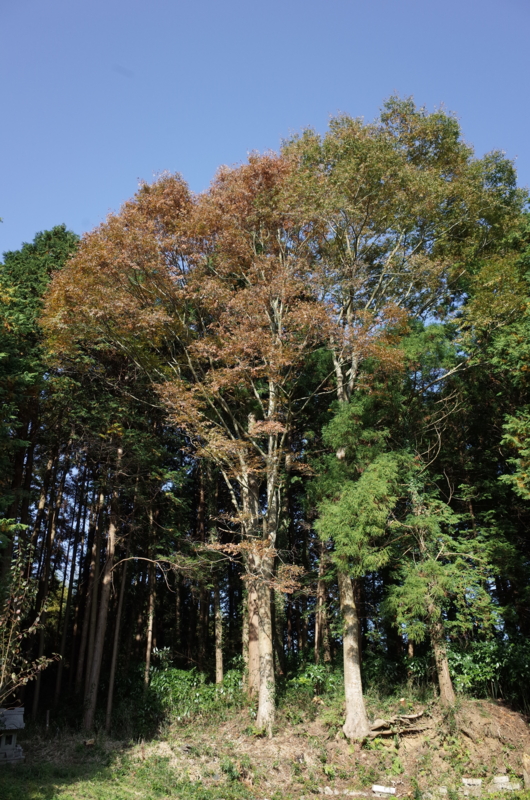 f:id:Greenweekends:20161113134613j:image:w300 f:id:Greenweekends:20161113134613j:image:w300