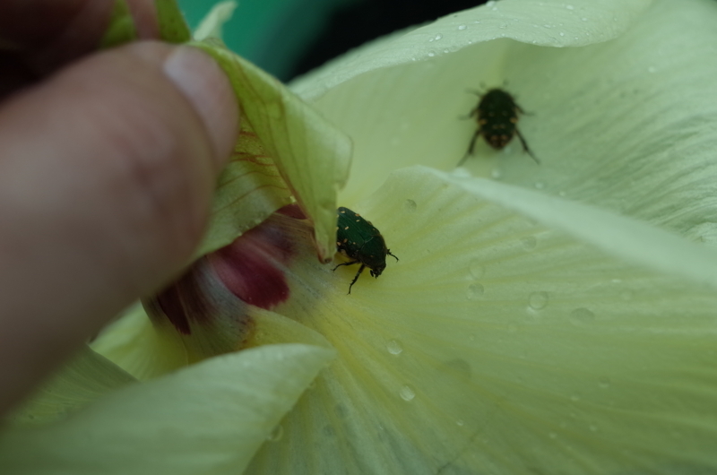 f:id:Greenweekends:20170826104916j:image:w640