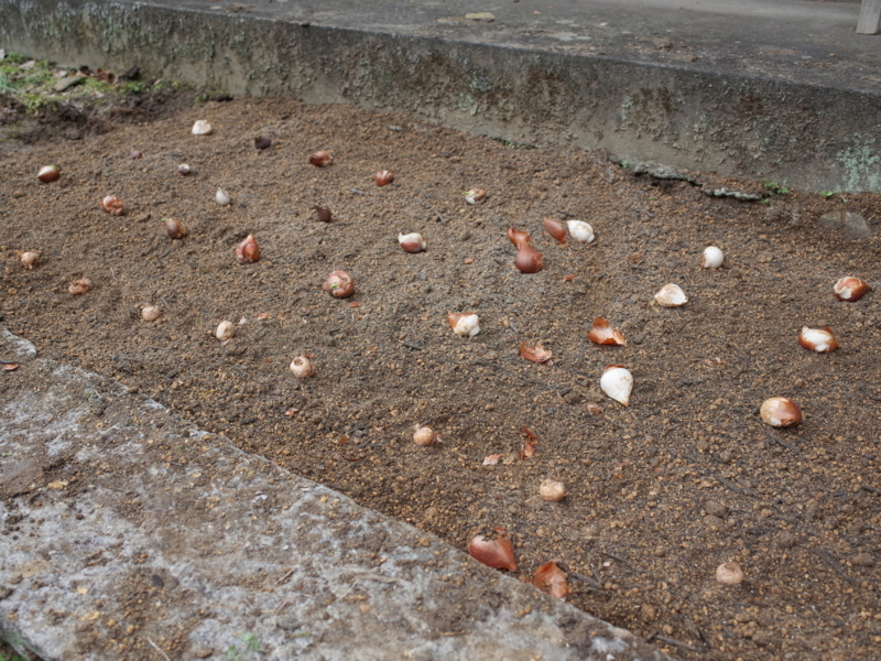 f:id:Greenweekends:20180120131138j:image:w640