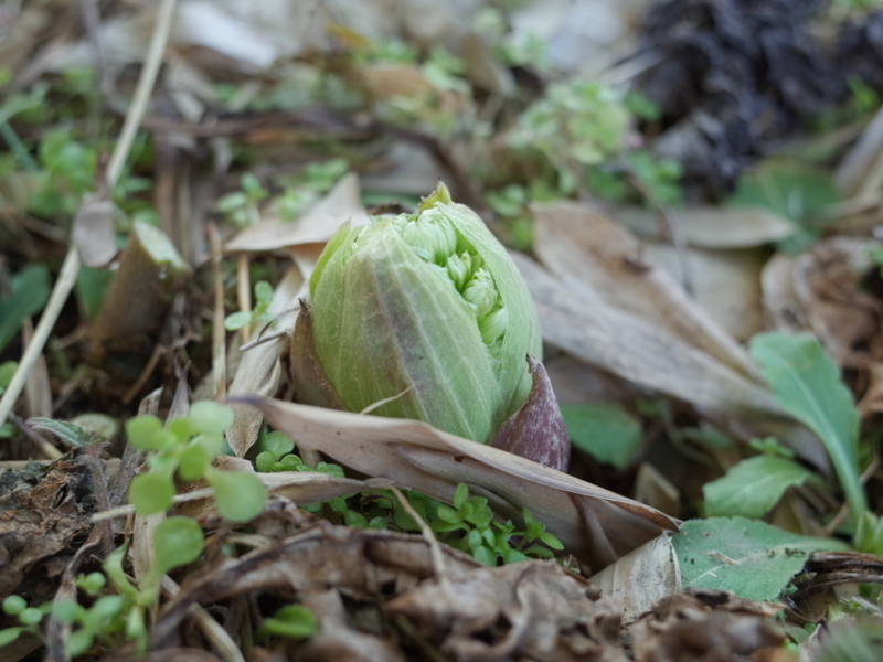 f:id:Greenweekends:20180312161536j:image:w640