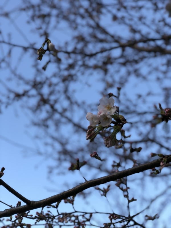 f:id:Greenweekends:20180323234557j:image:w300