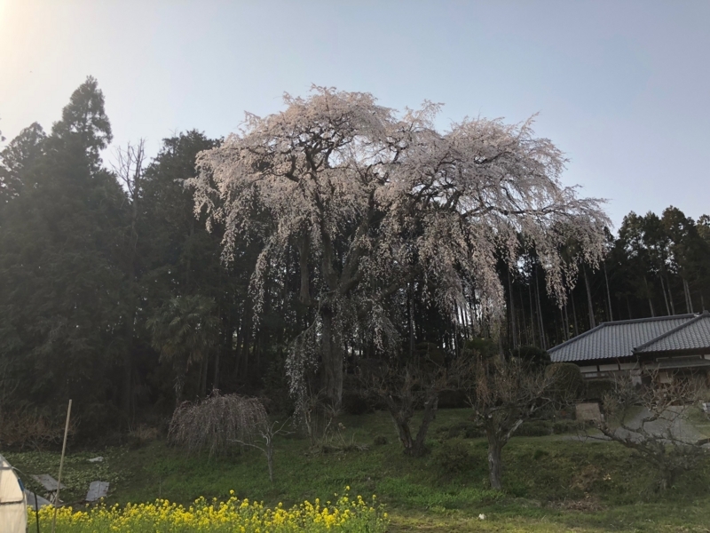 f:id:Greenweekends:20180330095334j:image:w640