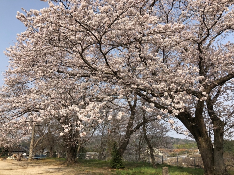 f:id:Greenweekends:20180330095338j:image:w640