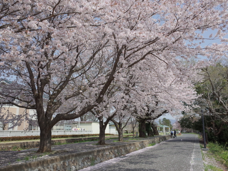 f:id:Greenweekends:20180401101453j:image:w640