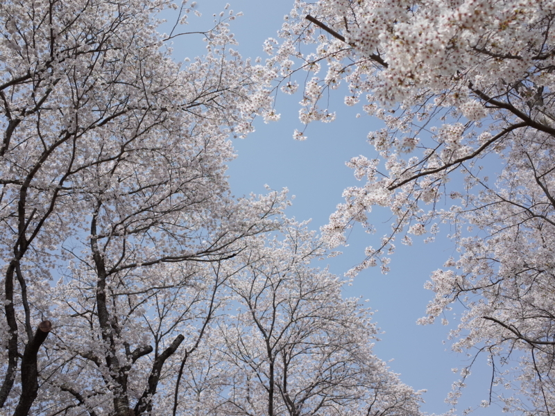 f:id:Greenweekends:20180401110533j:image:w640