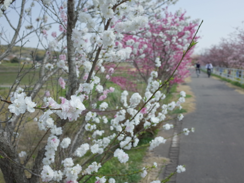 f:id:Greenweekends:20180401124736j:image:w640