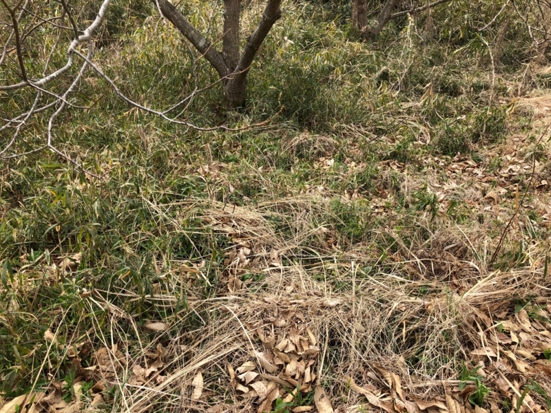 f:id:Greenweekends:20180406124859j:image:w640