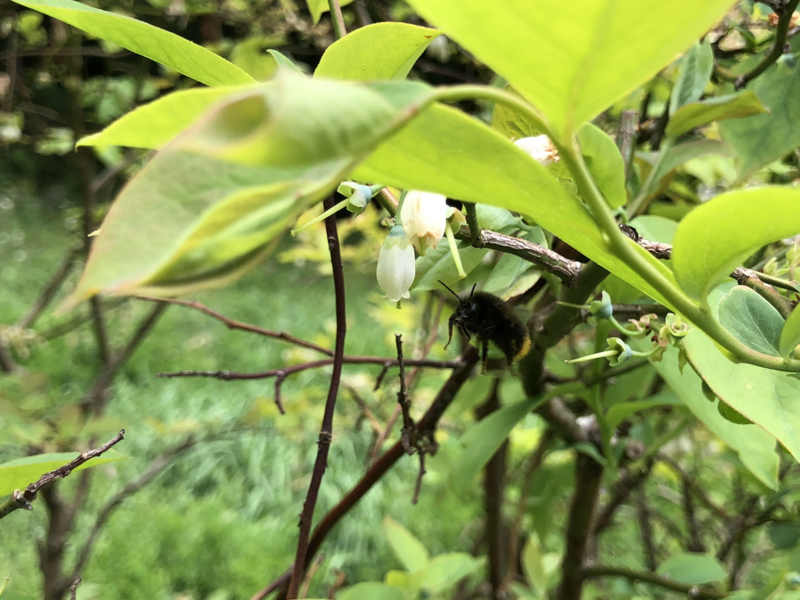 f:id:Greenweekends:20180430232741j:image:w640