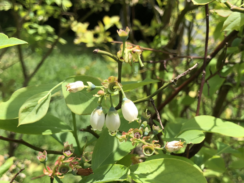 f:id:Greenweekends:20180430232832j:image:w640