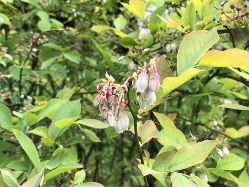 f:id:Greenweekends:20180430232847j:image:w640
