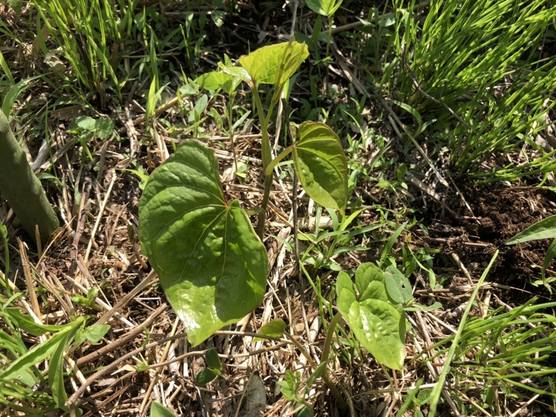 f:id:Greenweekends:20180505140802j:image:w300
