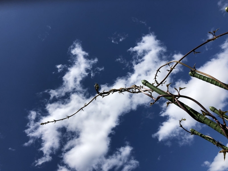 f:id:Greenweekends:20180520102545j:image:w640