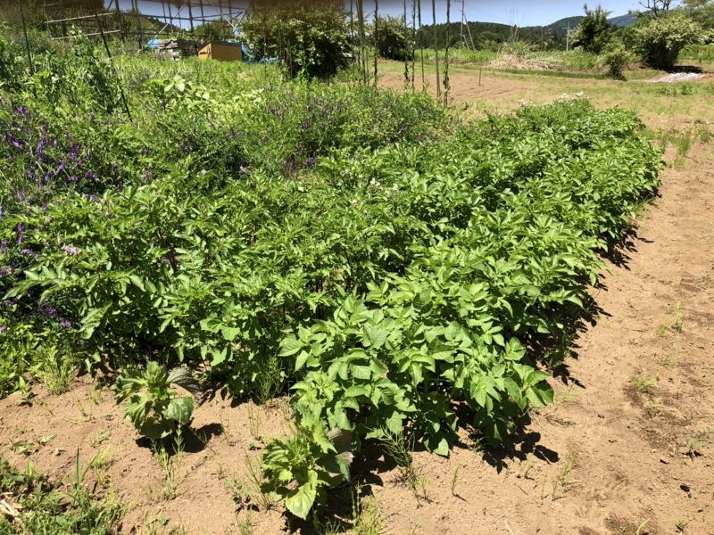 f:id:Greenweekends:20180520110621j:image:w640