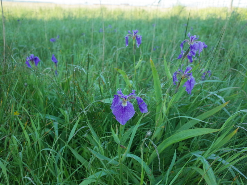 f:id:Greenweekends:20180628045852j:image:w640