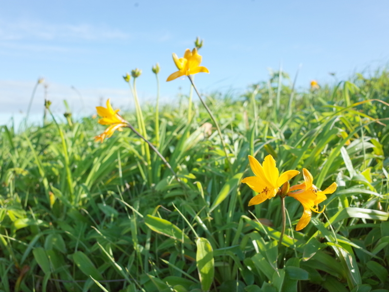 f:id:Greenweekends:20180628060907j:image:w640