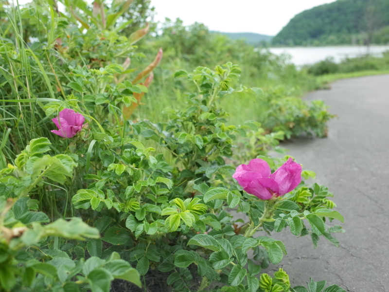 f:id:Greenweekends:20180701101806j:image:w640