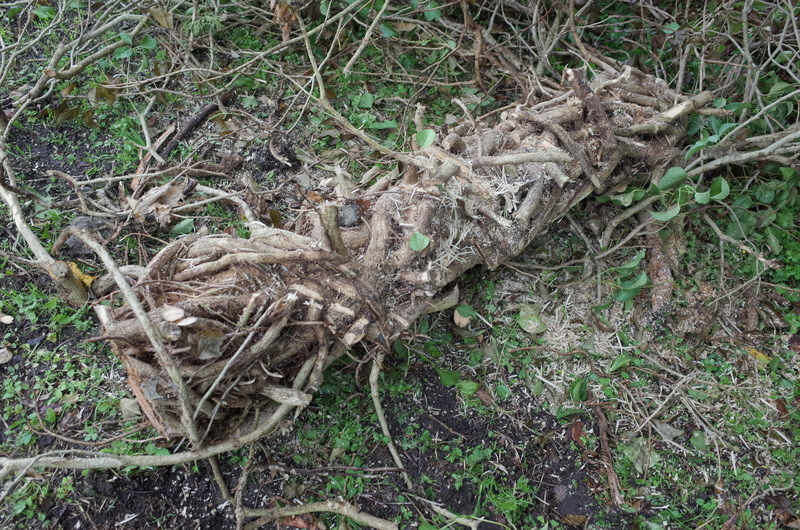 f:id:Greenweekends:20181027123735j:image:w640