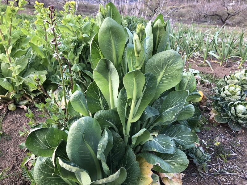 f:id:Greenweekends:20190403170454j:plain