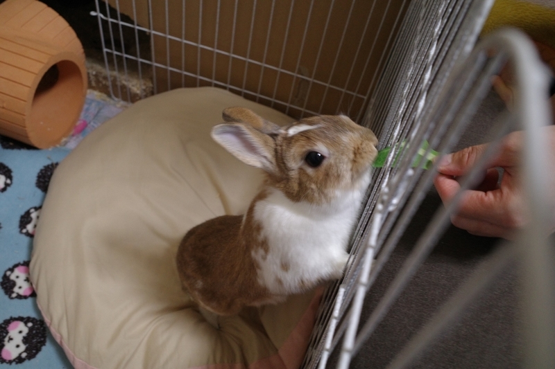 f:id:Greenweekends:20190404192453j:plain
