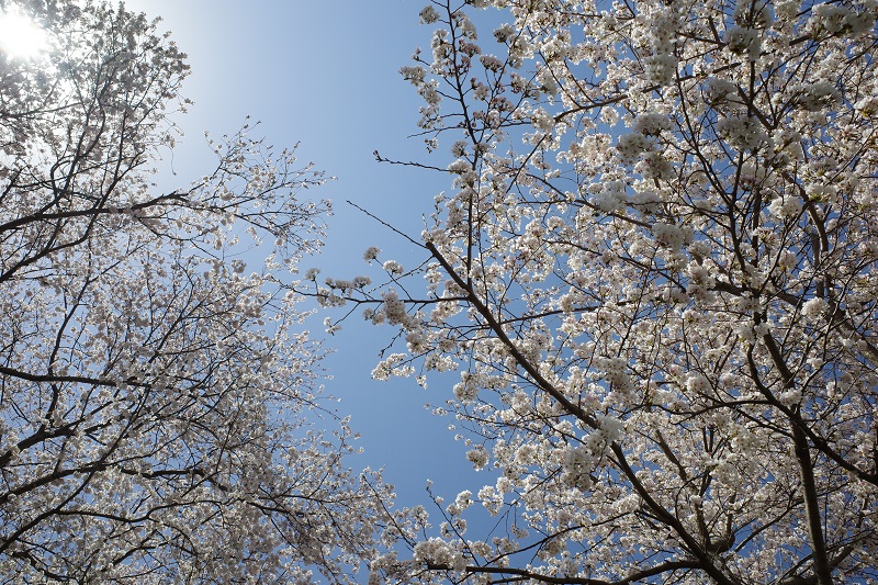 f:id:Greenweekends:20190406131414j:plain