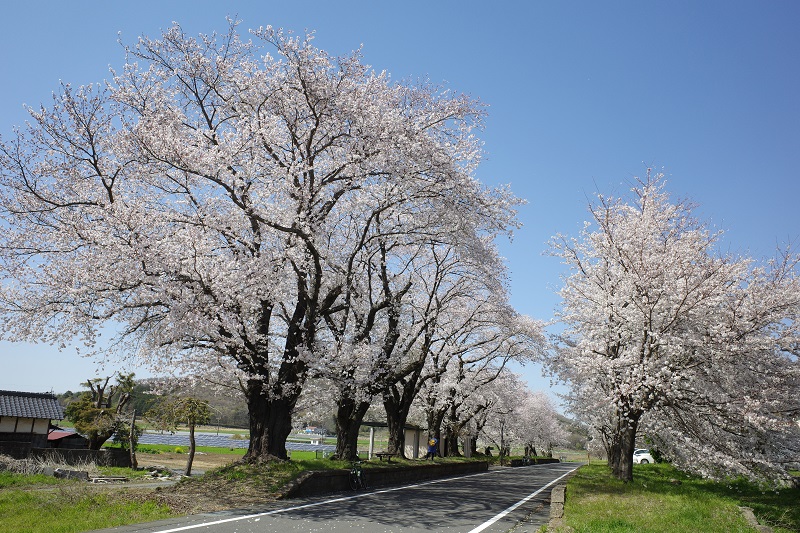 f:id:Greenweekends:20190406132414j:plain