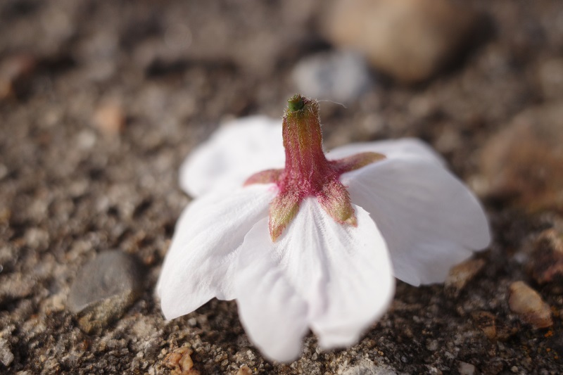 f:id:Greenweekends:20190406155301j:plain