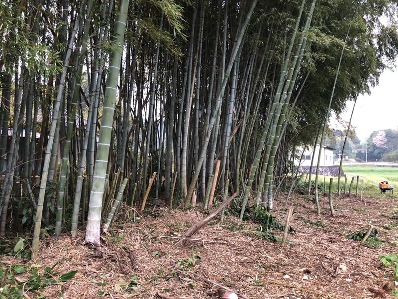 f:id:Greenweekends:20190424175757j:plain