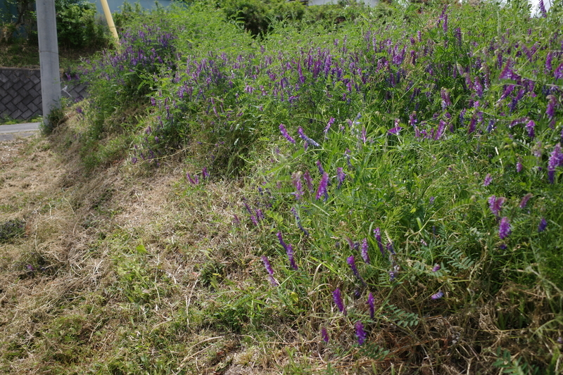 f:id:Greenweekends:20190518130338j:plain