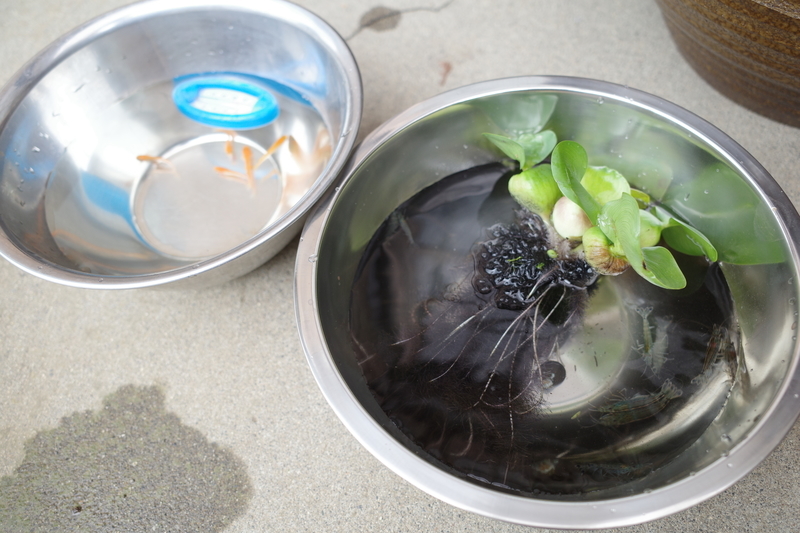 f:id:Greenweekends:20190612121316j:plain