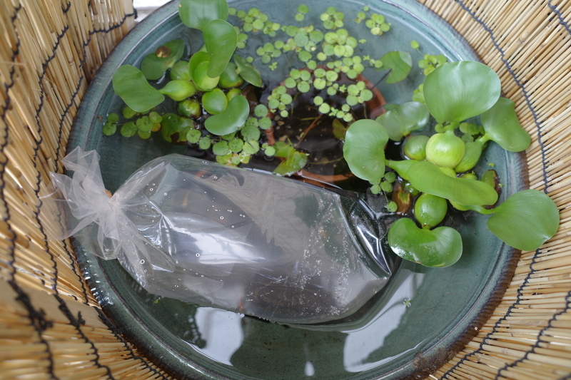 f:id:Greenweekends:20190818125236j:plain