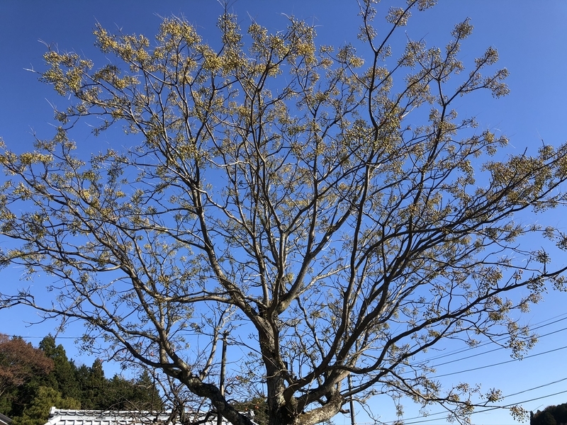 f:id:Greenweekends:20191208110542j:plain f:id:Greenweekends:20191208110542j:plain