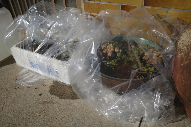 f:id:Greenweekends:20191208113030j:plain f:id:Greenweekends:20191208113030j:plain