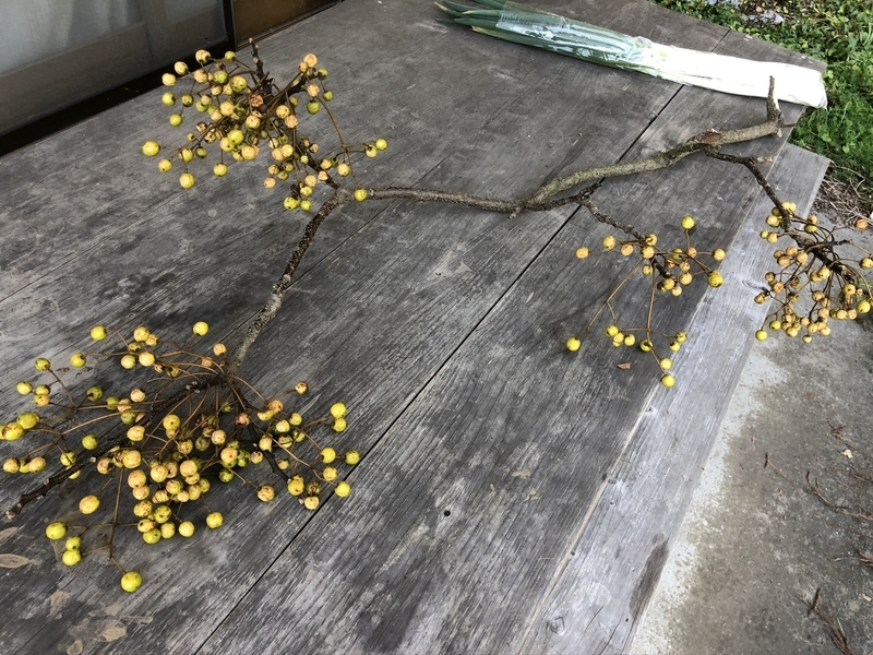 f:id:Greenweekends:20191208125046j:plain f:id:Greenweekends:20191208125046j:plain