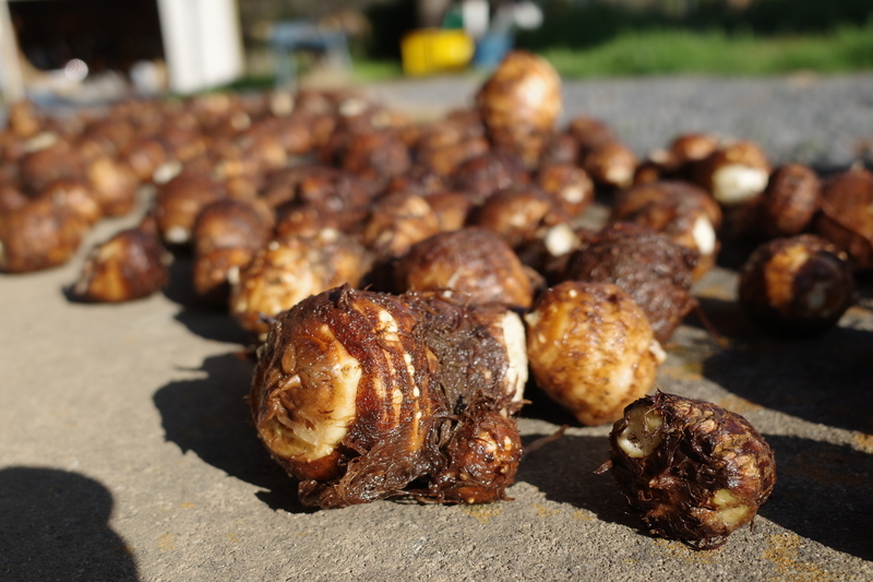 f:id:Greenweekends:20191208133035j:plain f:id:Greenweekends:20191208133035j:plain