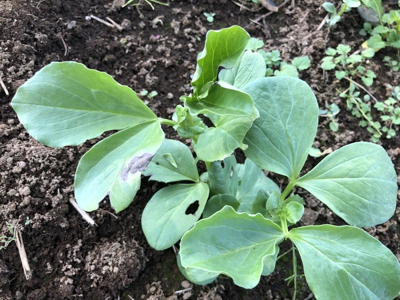 f:id:Greenweekends:20191208144928j:plain f:id:Greenweekends:20191208144928j:plain