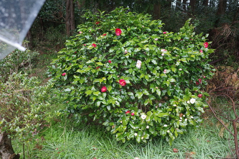 f:id:Greenweekends:20200315210003j:plain