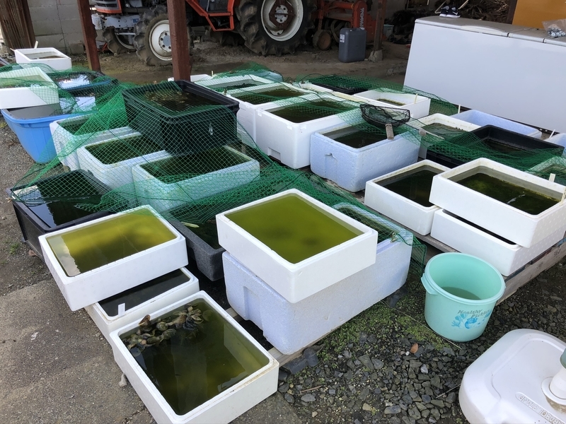 f:id:Greenweekends:20200411120145j:plain f:id:Greenweekends:20200411120145j:plain