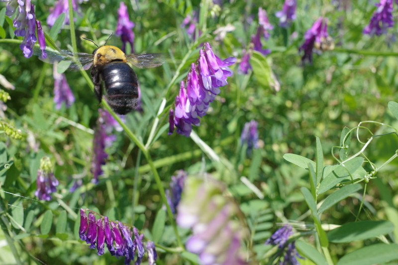 f:id:Greenweekends:20200607124111j:plain