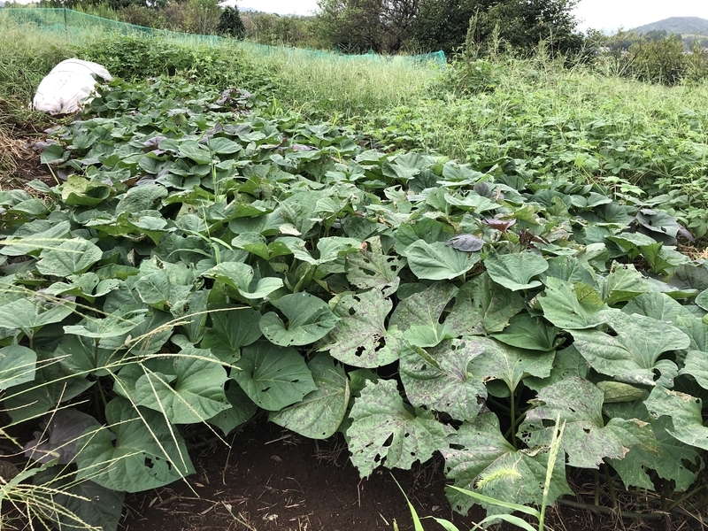 f:id:Greenweekends:20200913165106j:plain f:id:Greenweekends:20200913165106j:plain