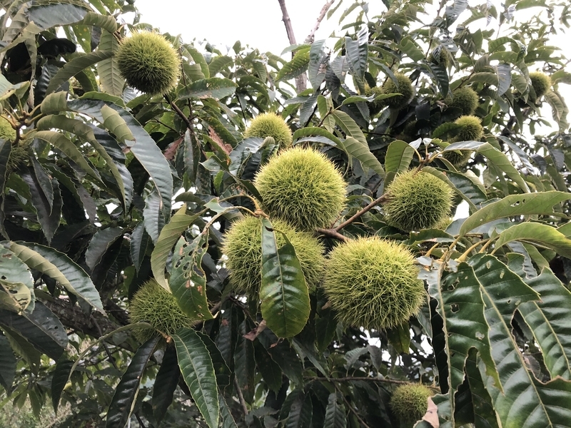 f:id:Greenweekends:20200913165149j:plain f:id:Greenweekends:20200913165149j:plain