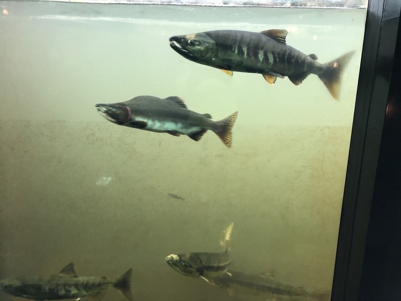 f:id:Greenweekends:20200930133433j:plain